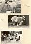 1973-03 dierentuin 3